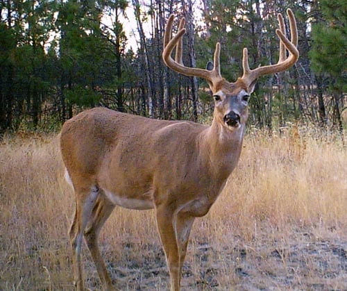 Boone And Crockett