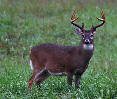 Whitetails - Trophy Whitetails - Boone and Crockett Club - Big Game