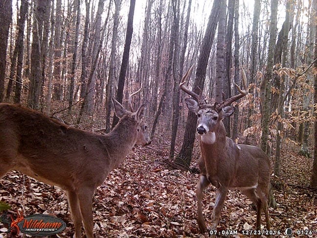 download free wild game innovations camera software